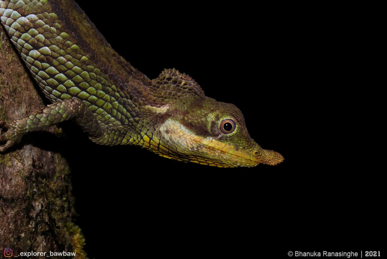Congress Excursion to the Knuckles: The Herping Tour - Species 2